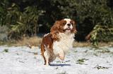 CAVALIER KING CHARLES 514